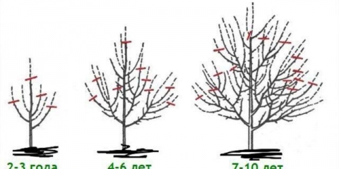 Kako orezati hurmašice u jesen i proljeće